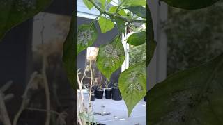 How To Deal With Whiteflies garden homegrown organic ahorts [upl. by Anaik]