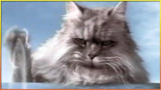 Funniest Cat Commercials 🐱 [upl. by Nevin]