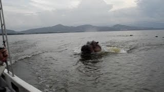 Hippo chasing boat Scary ORIGINAL VIDEO [upl. by Sorci863]