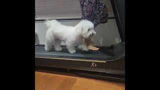 Coton de Tuléar running 꼬똥드툴레아 런닝맨 [upl. by Sculley]