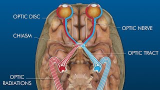 eye to brain connection visual pathway [upl. by Novat]