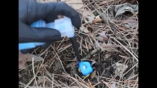 How to Kill Buckthorn  the Easiest and Most Effective Way [upl. by Aerdua759]