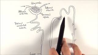 A2 Biology  Nephron structure OCR A Chapter 155 [upl. by Burd]