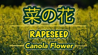 Japanese Rapeseed Canola Flower〜菜の花NanoHana 菜花Nabana〜Edible Flower  Allee Anne [upl. by Beberg781]