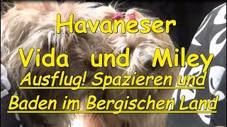 Hunde Havaneser Vida und Miley Spaziergang Baden im Bergischen Land [upl. by Molahs]