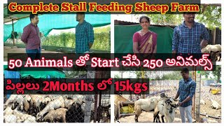 Stall Feeding Successful Sheep amp Goat Farmer In Andhra Pradesh [upl. by Karissa493]