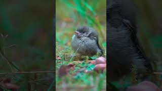 Wren chick call  Zaunkönig Kücken Ruf birds wildlife animalsbabybird baby babyanimals [upl. by Eynobe]