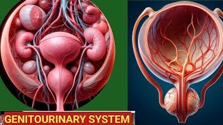 Genitourinary system classification disease and treatment [upl. by Catlee918]