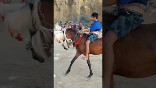 Ternyata ini Penerus Pasola Sumba masa depan pasola horse [upl. by Gayelord244]