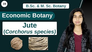 Economic Botany  Jute Corchorus species  B Sc amp M Sc [upl. by Euqirdor]