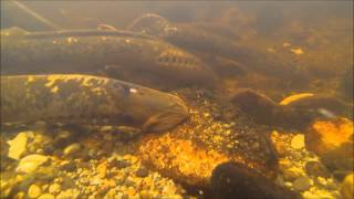 Sea Lamprey Spawning [upl. by Ssirk389]