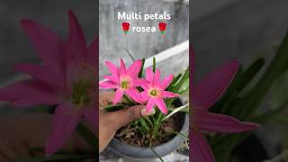 Multi petals Rosea 🌹 Rainlilys sale flowers viralvideo treanding shorts rainlilyflower [upl. by Dom26]