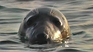 Kayaking with Seals on a Beautiful Summer Evening at Godrevy Cornwall [upl. by Savell]