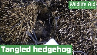 Tangled hedgehog in need of help [upl. by Livingston]