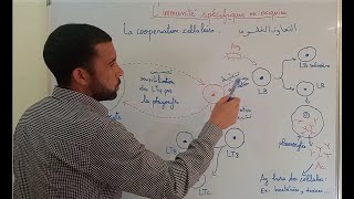 Résumé  limmunité spécifique ou acquise  المناعة النوعية أو المكتسبة [upl. by Erdnad535]