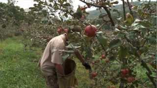 A Tour of Creech Orchard Black Mountain KY [upl. by Angadreme]