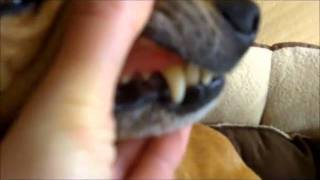 How To Spot Tooth Decay amp Gum Disease In Your Dog [upl. by Bittner]