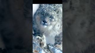 Himalayan Snow Leopard hunting a Mountain Goat 🐆🗻🐏shorts [upl. by Curtis936]