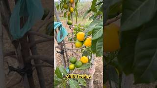 ABIU Fruiting  Aadhya Exotics  9290909559 [upl. by Gillian]