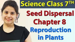 Seed Dispersal  Chapter 8  Reproduction in Plants  Science Class 7th NCERT [upl. by Mcconaghy341]