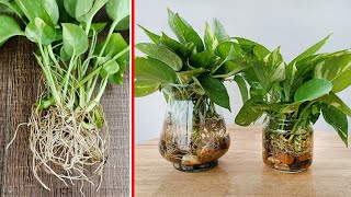 Propagating plants with simple water clean the office air [upl. by Jobie]