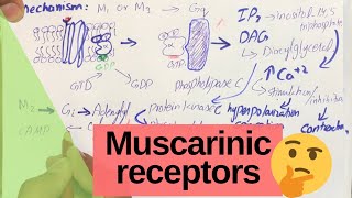 Muscarinic Receptors  Cholinergic receptors  PHARMACOLOGY [upl. by Athena]