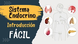 ✅ SISTEMA ENDÓCRINO  Explicado FÁCIL  Glándulas y hormonas [upl. by Conti]