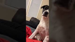 Dog hilariously moves from coughing owner [upl. by Sokairyk]