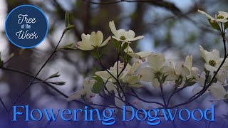 Tree of the Week Flowering Dogwood [upl. by Isyad]