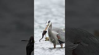 Great blue heron gets fish stuck on the end of its beak Will it be able to swallow it [upl. by Annayar]