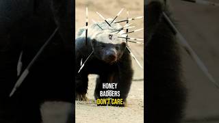 Honey Badger Don’t Care 😎 honeybadger fact animal animalfacts [upl. by Candice]