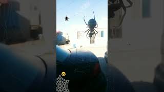 spaider eating nature ¿Araña quadratus o araneus gema 🤓 Deja tu comentario [upl. by Siblee]