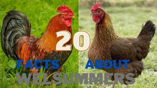 20 Facts About the Welsummer Chicken Breed [upl. by Bear]