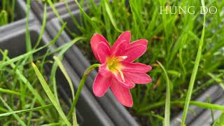 HD208 Hybrid Flower [upl. by On886]