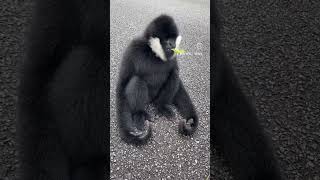 black monkey video reels monkey usa india [upl. by Iridis]