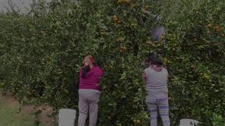 Satsuma Mandarin Harvest [upl. by Mady]