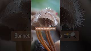 Bonnet mould 🔍 fungi on fungi action fungi macro [upl. by Yokum]