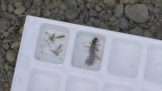 SHMAK Stream Life – How to Sort and Identify your Benthic Macroinvertebrate Sample [upl. by Dickey]