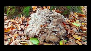 Grifola Frondosa  Henofthewoods  Maitake [upl. by Saraann]