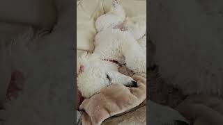 スタンダードプードルの子犬の癒される寝顔 The soothing sleeping face of a Standard Poodle puppy [upl. by Aneda327]