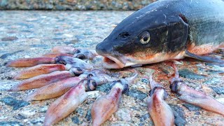 変な魚がホタルイカを荒食いしていた [upl. by Hamnet]