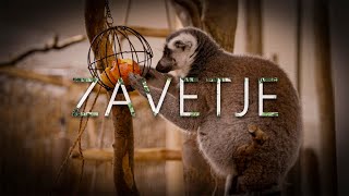 ZAVETJE  short documentary [upl. by Gerson]