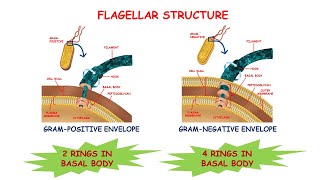 Gram Positive vs Gram Negative BacteriaAll You Need To Know About Bacteria [upl. by Petersen]