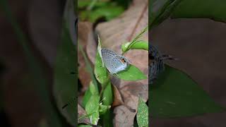 An Indian Cupid butterfly on a leaf hits an ant using its leg butterfly ants insect fly nature [upl. by Nordgren]