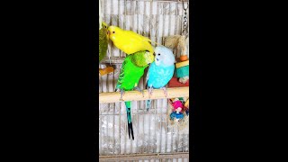 Happy Parakeets Singing Playing Eating Budgies Chirping Reduce Stress of lonely Birds Video shorts [upl. by Itsa362]