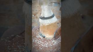 Horse Hoof Clean and Trimming 🧼❣️🙏 hoof farrierlife horse [upl. by Byram]