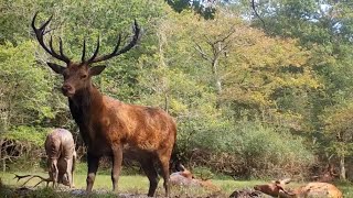 Red Stags Wallowing Pre RUT 2024 [upl. by Aretahs533]