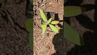 Digitalis canariensis or Canary Island Foxglove plant seedling plant plants [upl. by Cordie]