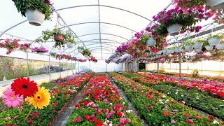 ✅Amazing gerbera farmingGerbera cultivation in polyhouseGerbera flowers [upl. by Fredella]