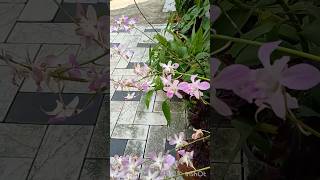 DENDROBIEM ORCHID Flowergarden flowers refugiogreen rose orchid nature trending viralvideo [upl. by Aniv552]